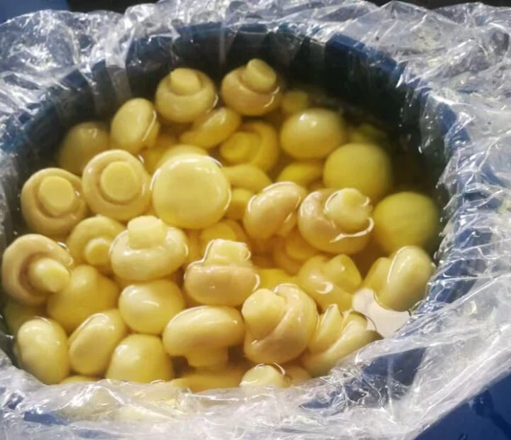 Chinese Champignon in SO2 in Barrel